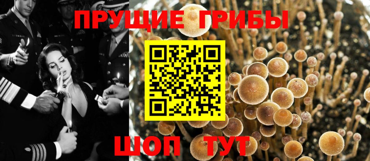 Россия  Псилоцибиновые грибы Psilocybine cubensis  Вход с VPN 